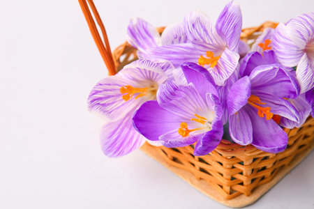 Wicker basket with beautiful Saffron flowers on white background, closeupの写真素材