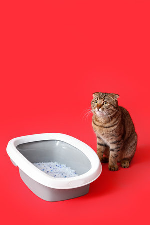 Cat near litter box on red backgroundの写真素材