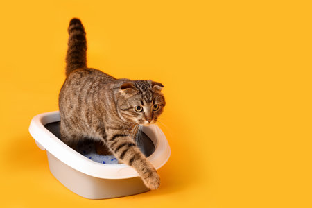 Cat in litter box on yellow backgroundの写真素材