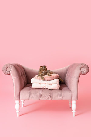 Striped Scottish fold cat with soft cushions on sofa against pink backgroundの写真素材