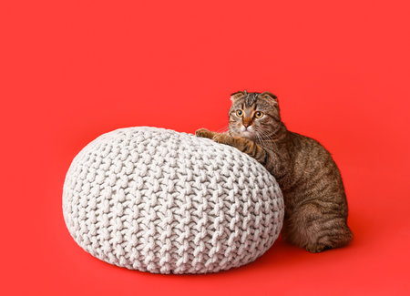 Striped Scottish fold cat with pouf on red backgroundの写真素材