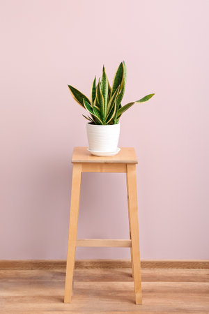 Green houseplant on stool near pink wall in roomの写真素材