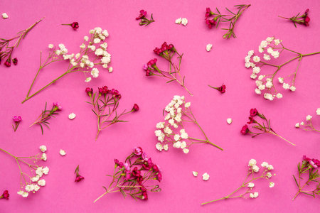Beautiful gypsophila flowers on pink backgroundの写真素材