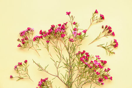 Pink gypsophila flowers on yellow backgroundの写真素材