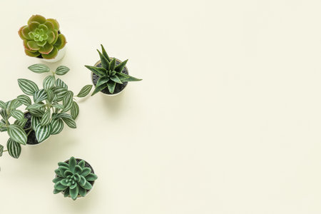 artificial plants on light backgroundの写真素材
