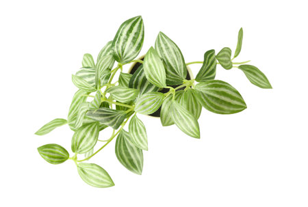 artificial plant on white backgroundの写真素材