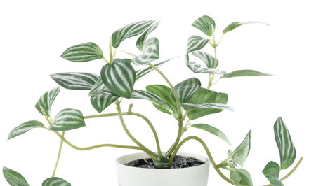 Artificial houseplant on white background, closeupの写真素材