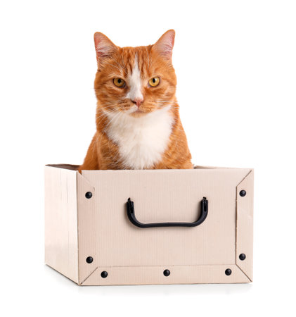 Funny cat in paper box on white backgroundの写真素材