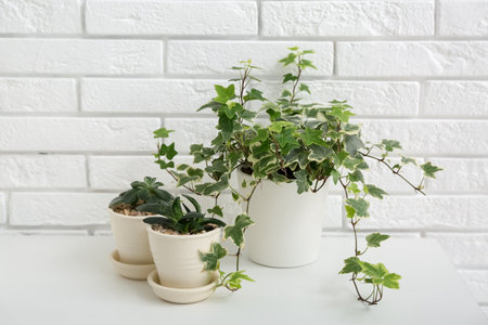 Green houseplants on table near white brick wallの写真素材