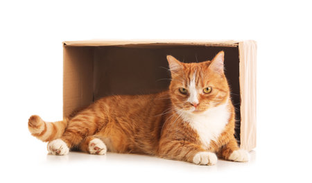 Funny cat with cardboard box lying on white backgroundの写真素材