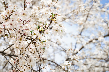Beautiful blossoming tree on spring day, closeup