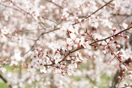 Beautiful blossoming branch outdoors, closeupの写真素材