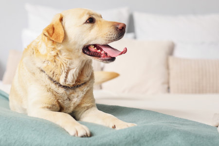 Cute Labrador dog lying in bedroomの写真素材