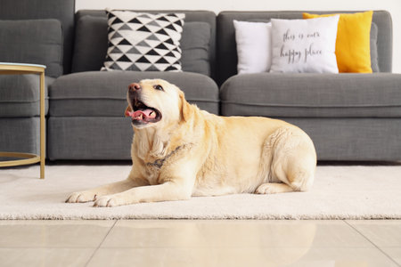Cute Labrador dog lying on carpet at homeの写真素材
