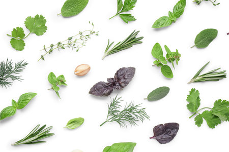 Composition with fresh herbs isolated on white backgroundの写真素材
