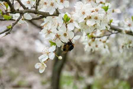 Beautiful blossoming branch with bumblebee on spring day, closeupの写真素材