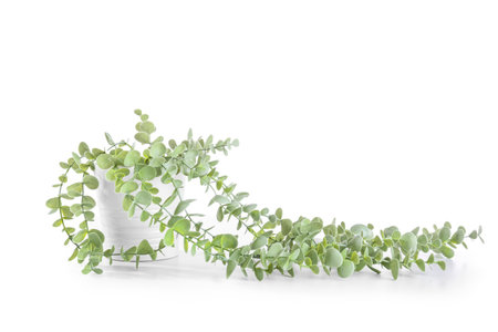 artificial plant on white backgroundの写真素材