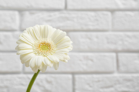Beautiful gerbera flower on white brick background, closeupの写真素材