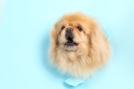 Cute fluffy dog looking out of hole in torn light paperの写真素材