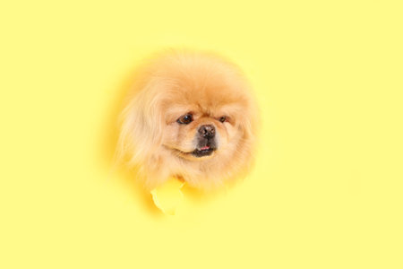 Cute fluffy dog looking out of hole in torn yellow paperの写真素材