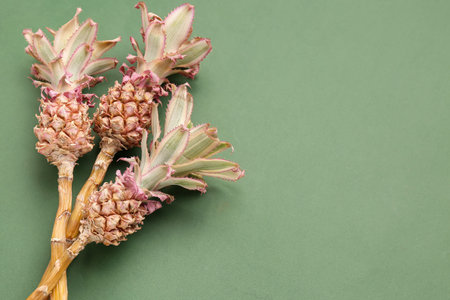 Decorative pineapples on green background