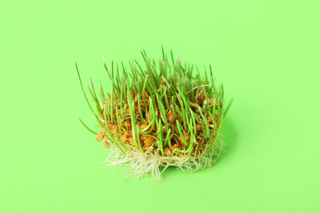 Fresh wheatgrass on green backgroundの写真素材