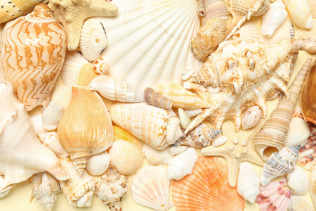 Different sea shells on beige background, closeup