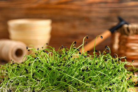 Fresh micro green on wooden background, closeupの写真素材