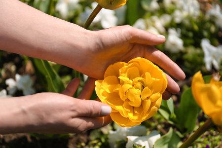 Woman with beautiful yellow tulip on spring day, closeup