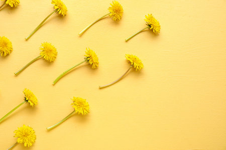 Bright fresh dandelions on yellow background