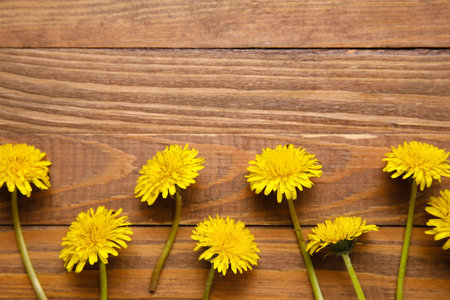 Bright yellow dandelions on wooden backgroundの写真素材