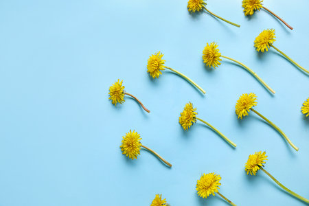 Bright yellow dandelions on blue backgroundの写真素材