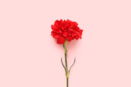 Red carnation on pink backgroundの写真素材