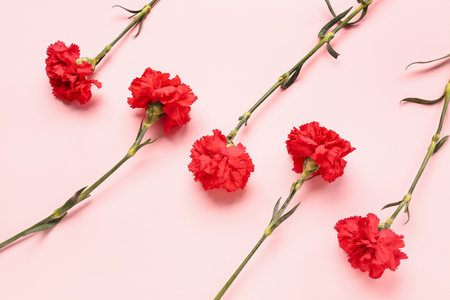 Red carnations on pink backgroundの写真素材
