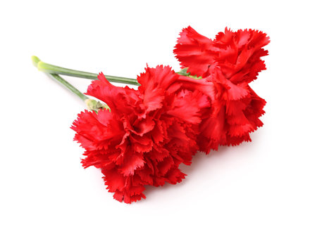 Two red carnations on white backgroundの写真素材