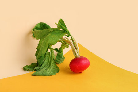 Fresh radish with leaves on colorful backgroundの写真素材