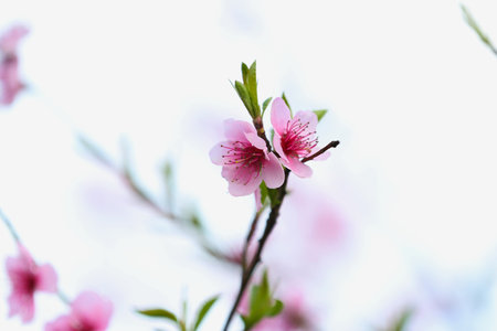 Blooming Sakura branch on spring day, closeupの写真素材