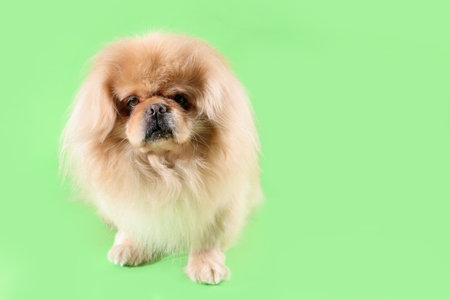 cute dog on green backgroundの写真素材