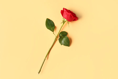 Beautiful red rose on orange backgroundの写真素材