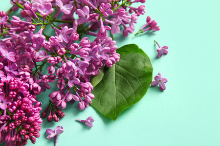 Blooming lilac flowers on turquoise backgroundの写真素材