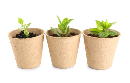 Peat pots with green seedlings on white backgroundの写真素材