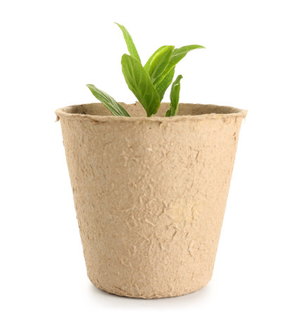 Peat pot with green seedling on white backgroundの写真素材