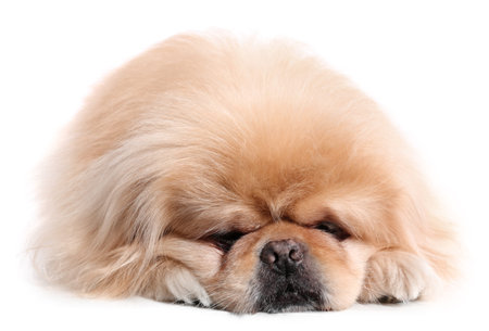 cute dog on white backgroundの写真素材