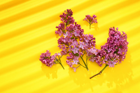 Blooming lilac flowers on yellow backgroundの写真素材
