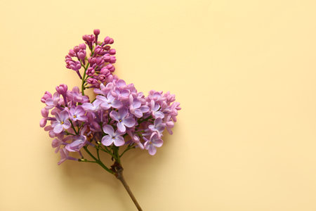 Blooming lilac flowers on beige backgroundの写真素材
