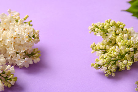 Blooming lilac flowers on color backgroundの写真素材