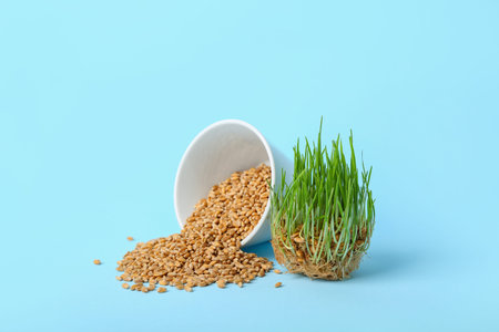 Fresh wheatgrass on blue background