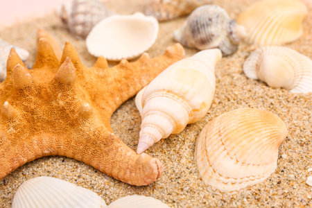 Sand with seashells and starfishes on pink background