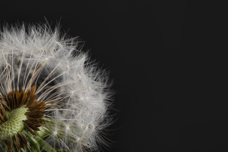 Dandelion flower on black backgroundの写真素材