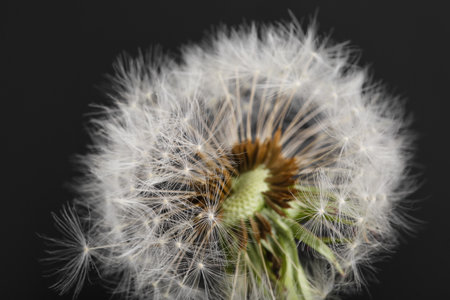 Dandelion flower on black backgroundの写真素材